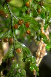 Hymenophyllum sanguinolentum. Sori with elliptic indusial flaps that have crests on their outer surfaces, and entire margins.  
 Image: L.R. Perrie © Leon Perrie 2015 CC BY-NC 3.0 NZ